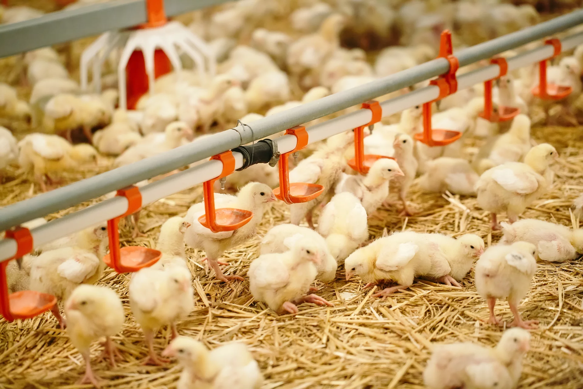 baby chicken drinking